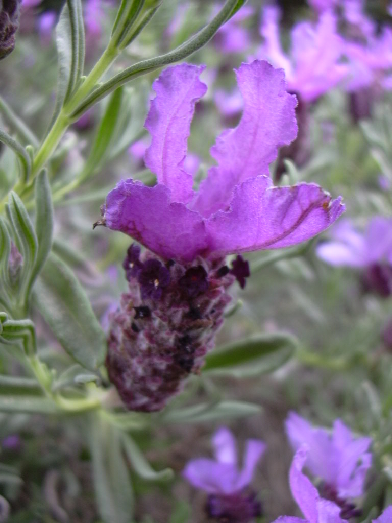 Flora pantesca